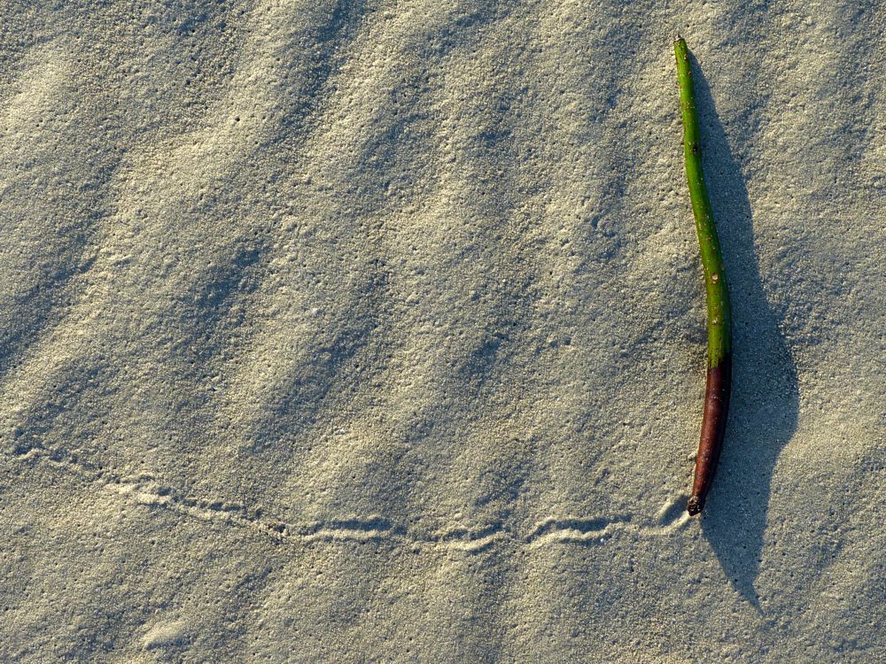 Click to See Next Image